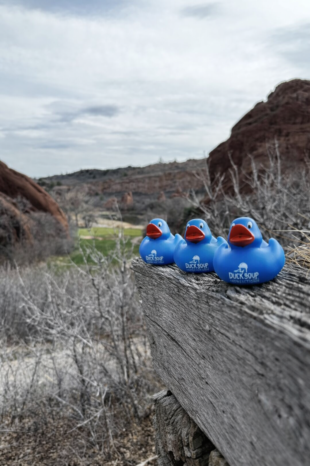 Ducks in a row Ducks in a row